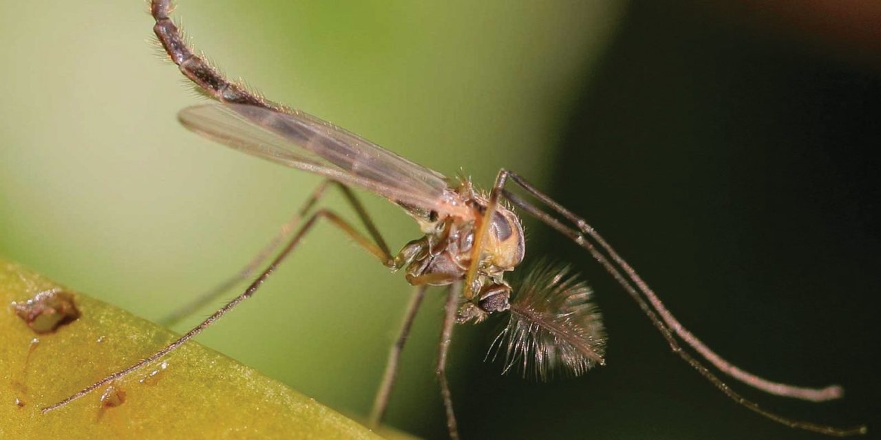 Lake flies, construction, and personal resilience in this week’s issue of Oshkosh Herald